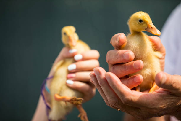 istock Close-up of Farm Worker Holding Duckling 1272574591