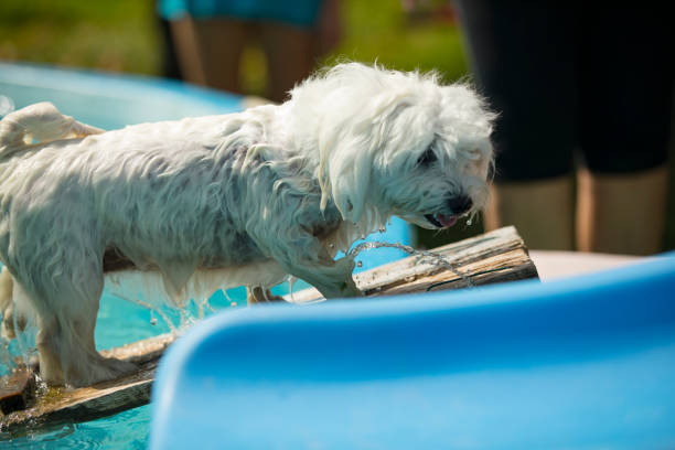 Wet Maltese Dog Coming Out From a Swimming Pool.