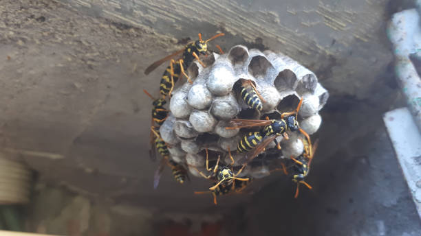istock wasp sitting on wasp nest close up. Animal colony, macro 1272574601