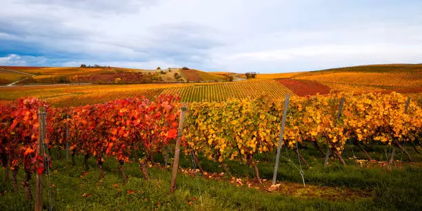 View on slightly blurred autumn landscape in yellow-red European vineyard on rolling hills in Germany,stripes of rows,green grass.Horizontal banner.Concept of autumn travel,grape harvest, copy space.