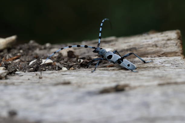 istock Rosalia longicorn (Rosalia alpina) or Alpine longhorn beetle 1272575823
