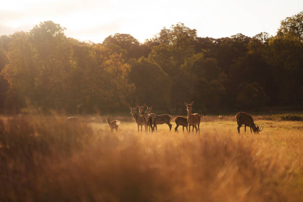 Deer deers in the morning time deer family photos stock pictures, royalty-free photos & images