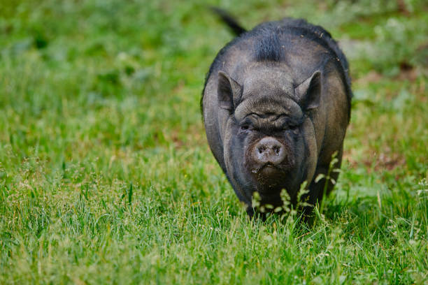portret van een groot zwijn, vietnamese potbuikachtige varkens. - hangbuikzwijn stockfoto's en -beelden