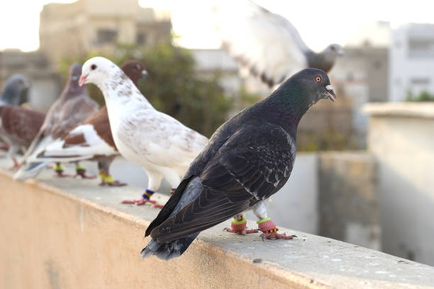istock Beautiful Pigeons are on roof 1272576946