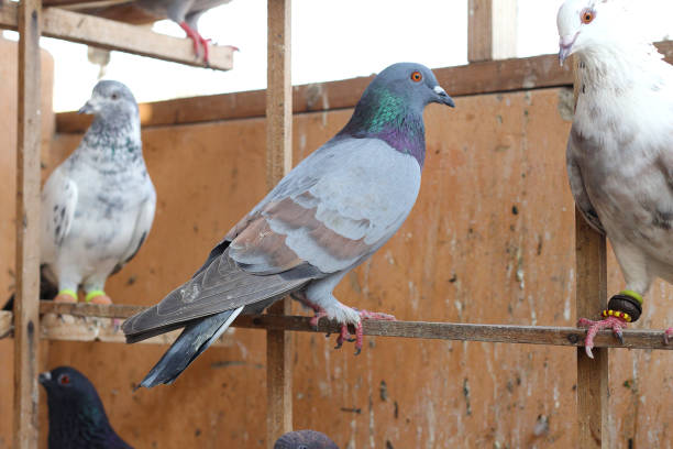 istock Beautiful Pigeons are on roof 1272576956