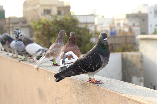 Beautiful Pigeons are on roof
