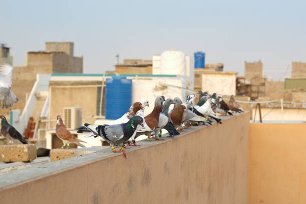 istock Beautiful Pigeons are on roof 1272576972