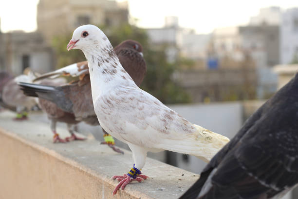 istock Beautiful Pigeons are on roof 1272576988