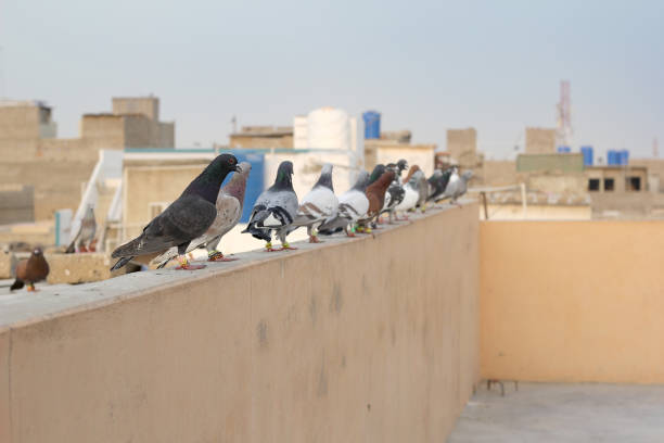 istock Beautiful Pigeons are on roof 1272577010