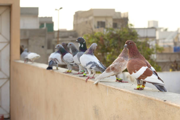 istock Beautiful Pigeons are on roof 1272577059