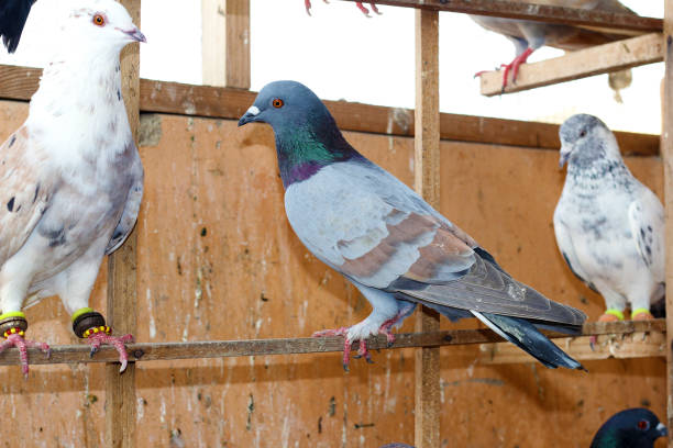 istock Beautiful Pigeons are on roof 1272577069