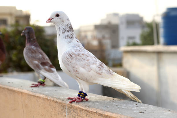 istock Beautiful Pigeons are on roof 1272577088