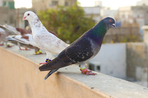 istock Beautiful Pigeons are on roof 1272577090