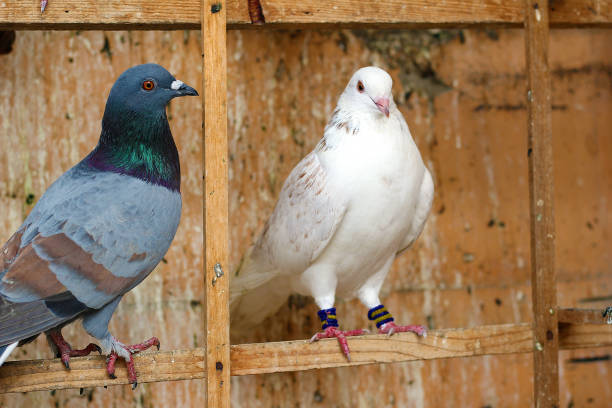 istock Beautiful Pigeons are on roof 1272577144