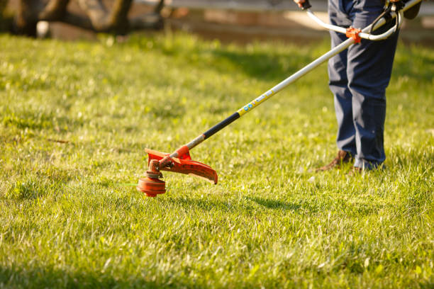 istock mowing trimmer - worker cutting grass in green yard at sunset. 1272577307