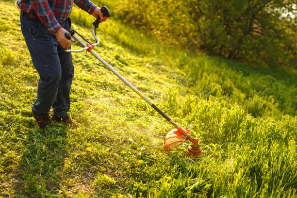 istock mowing trimmer - worker cutting grass in green yard at sunset 1272577650
