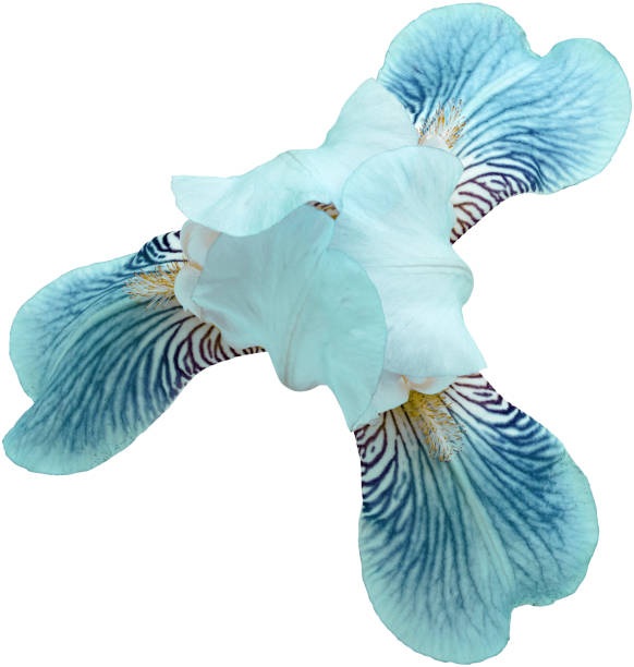 istock turquoise iris flower  Isolated on white background with clipping path. Close-up. For design 1272577702