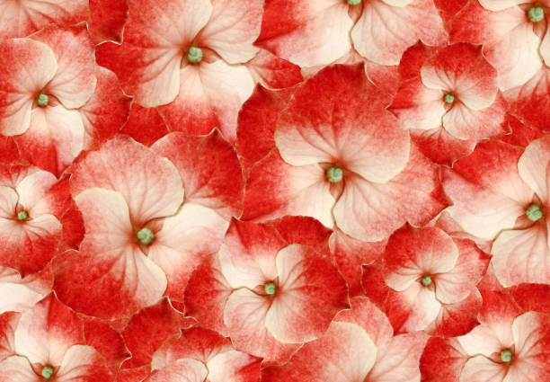 istock Floral red hydrangeas. flowers background.  Close-up.   Flower composition. Nature. 1272577716
