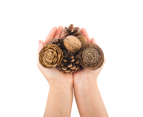 Hands holding a pinecone. Autumn and pine cone concept.