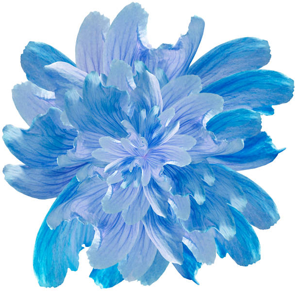 istock Blue wild flower isolated on white  background with clipping path.   Closeup.  no shadows.  For design.  Nature. 1272577872