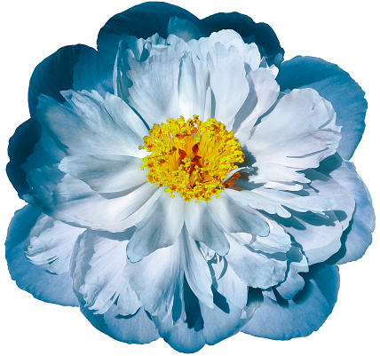 Turquoise  Peony flower  on a white isolated background with clipping path. Nature. Closeup. . Garden flower.