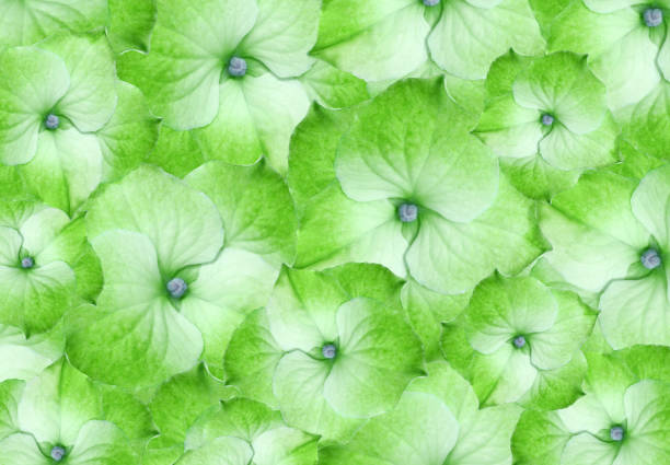 Floral  green  hydrangeas. flowers background.  Close-up.   Flower composition. Nature.