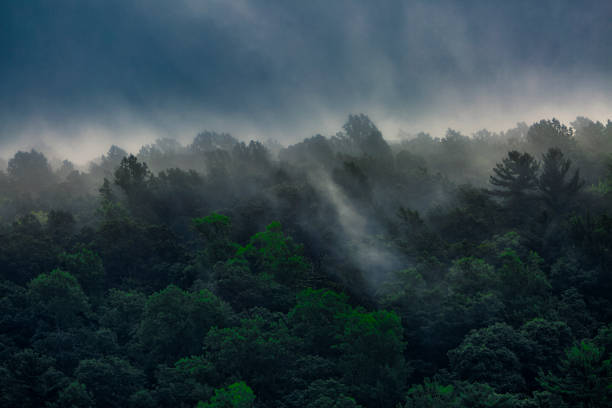 alberi nebbiosi - meteorology rain fog forest foto e immagini stock