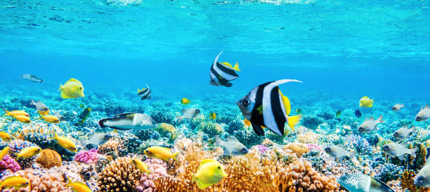istock seascape with tropical fish and coral reefs 1272581431