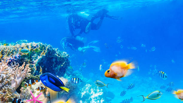 istock seascape with tropical fish and coral reefs 1272581432