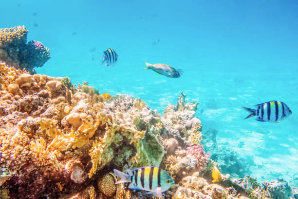 istock seascape with tropical fish and coral reefs 1272581439