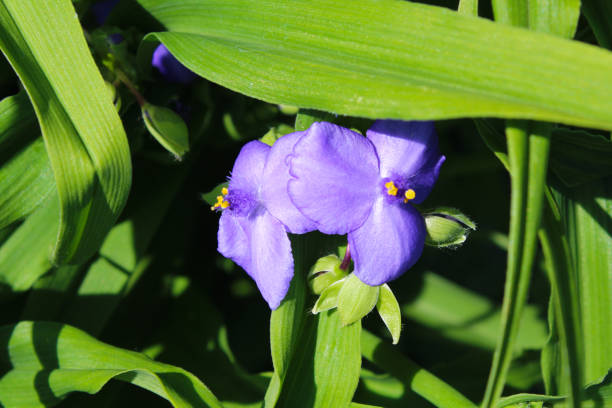 istock colored tradescantia with lush foliage 1272581686