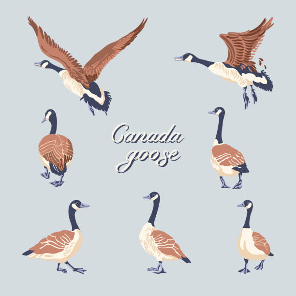 Canada geese. Hand-drawn set of birds. Vintage collection. Vector illustration. Canada geese. Hand-drawn set of birds. Vintage collection. Vector illustration on a gray background. goose bird stock illustrations