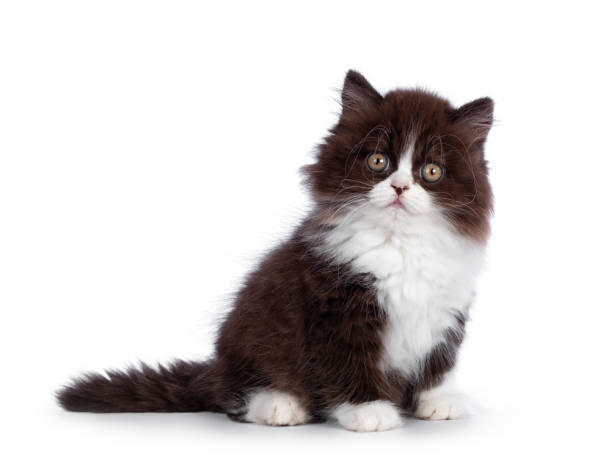 istock Brown white British Longhair cat on white background 1272581945