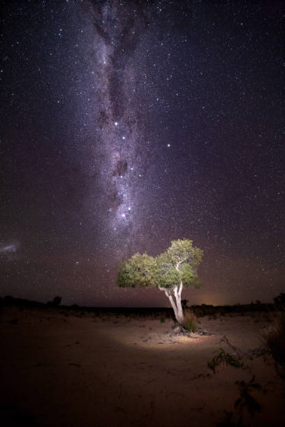 istock Illuminated tree in desert under a starry night sky with milky way 1272582712