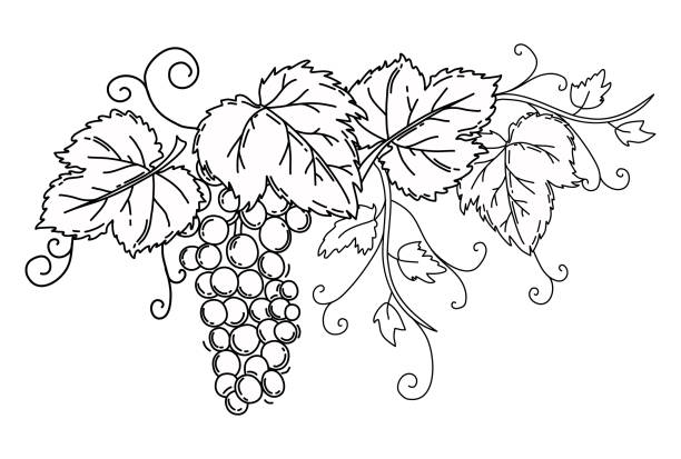 ilustraciones, imágenes clip art, dibujos animados e iconos de stock de un montón de uvas con hojas. contorno negro sobre un fondo blanco aislado. vid. vector. - vineyard ripe crop vine