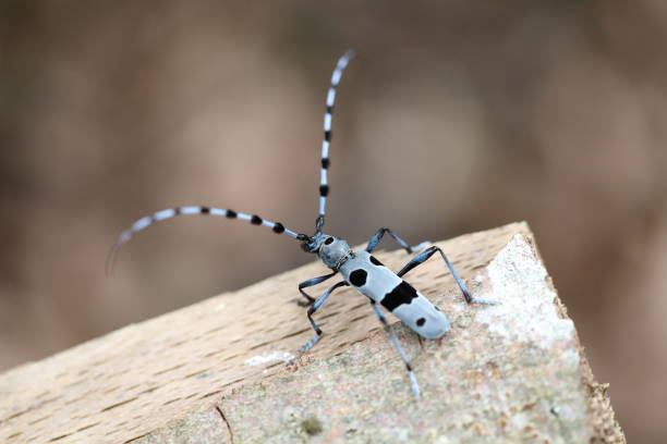istock Rosalia longicorn (Rosalia alpina) or Alpine longhorn beetle 1272584046