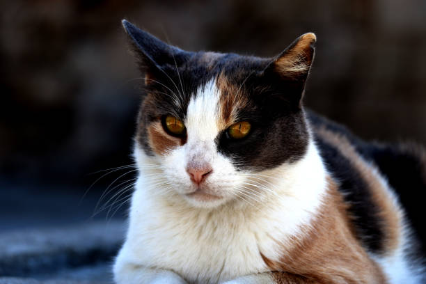 istock Street cat - close up 1272584434