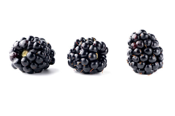 istock Ripe blackberries isolated on white background. Clipping path 1272585172