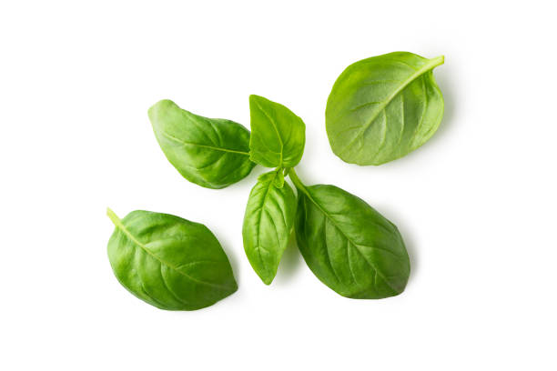 istock Fresh basil leaves isolated on white background. Clipping path 1272585221