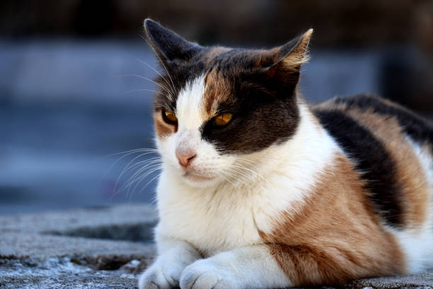 istock Undomesticated cat - close up 1272585665