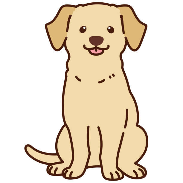 Labrador Sitting Line 490+ Dog Labrador Retriever Sitting Outline Stock Photos, Pictures ...