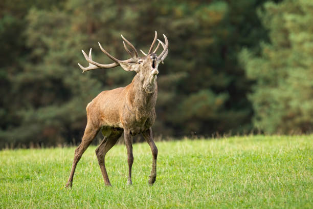 istock Magnificent red deer stag roaring on meadow in autumn. 1272588201