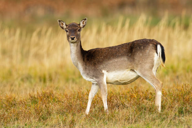 istock Fallow deer hind facing camera on meadow in autumn nature 1272588293