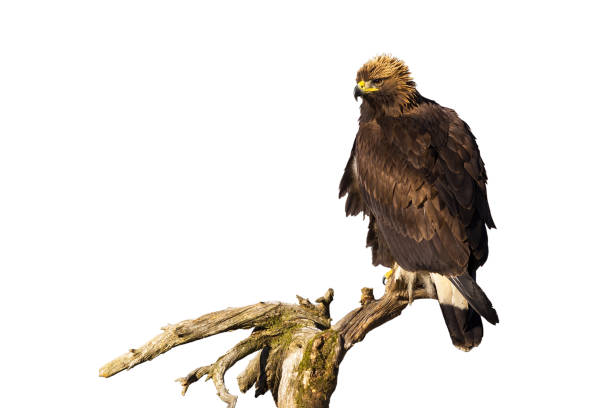 istock Golden eagle sitting on branch isolated on white background. 1272588335