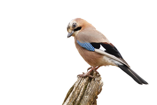 istock Eurasian jay sitting on branch isolated on white background. 1272588341