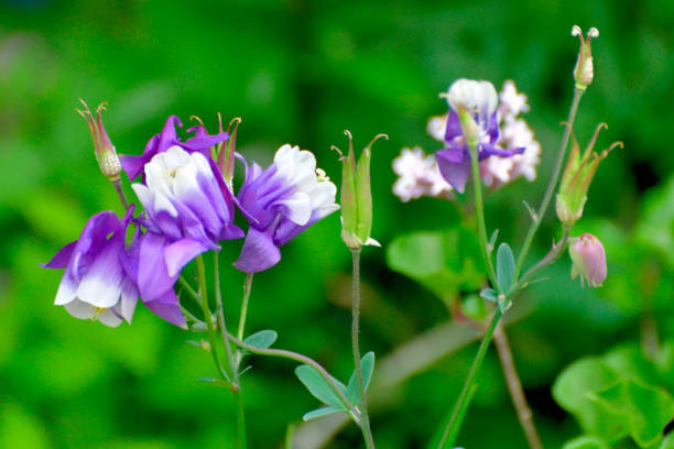 istock Aquilegia / Columbine Flower 1272588353