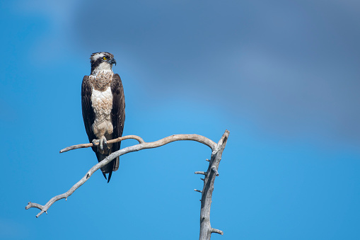 An osprey on a branch with cloudy skies in Northern Finland near Kuusamo
