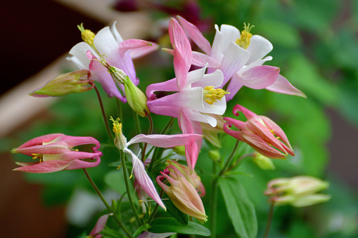 Aquilegia or Columbine is perennial wildflower, which is native to most temperate areas of the world. It tends to cross-pollinate, hybridize, and self-seed freely, creating new strains and colors. Columbine flowers come in many different colors, including red, pink, white, yellow, blue and purple. They bloom in late spring to early summer and self-seed readily if not deadheaded.