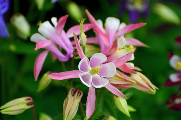 istock Aquilegia / Columbine Flower 1272589597