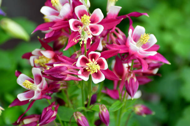 istock Aquilegia / Columbine Flower 1272589621